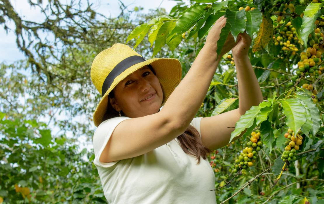 mujer en granja de café sostenible de Ecuador