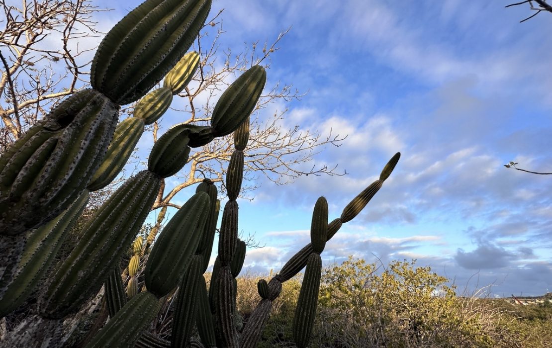 Cactus in the Galapagos archipelago under a cloudy blue sky