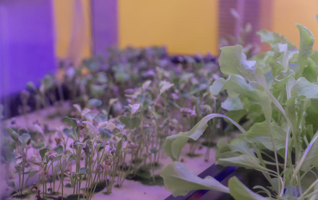  Plantas germinando en un huerto hidropónico en una escuela de La Paz, Bolivia