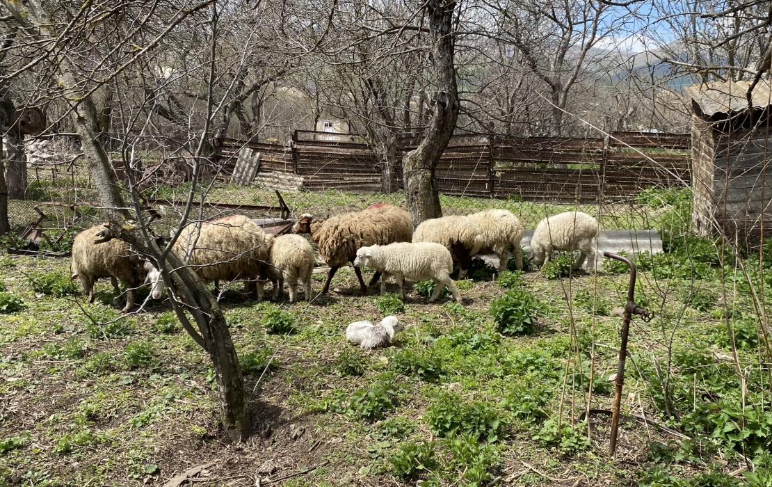 Sheep in the village of Chambarak