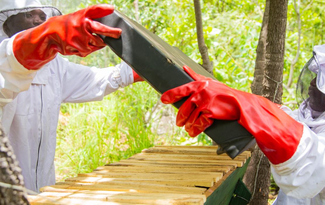 A beehive being installed by some community members