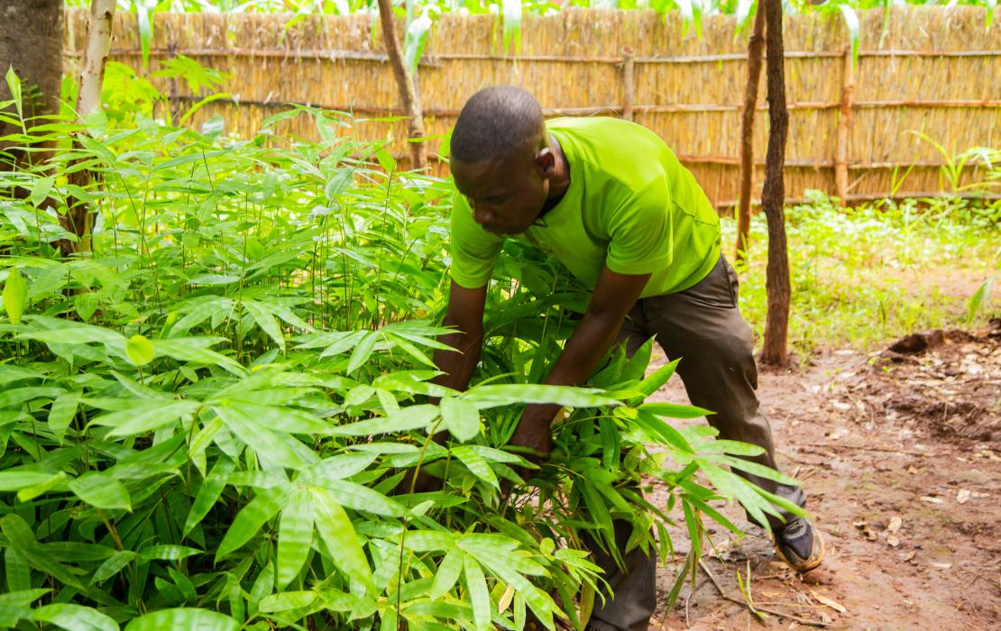 A man taking care of plants. 