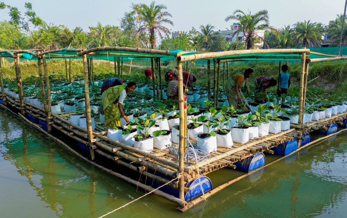 Women work on the floating farms of Sundarbans, India.