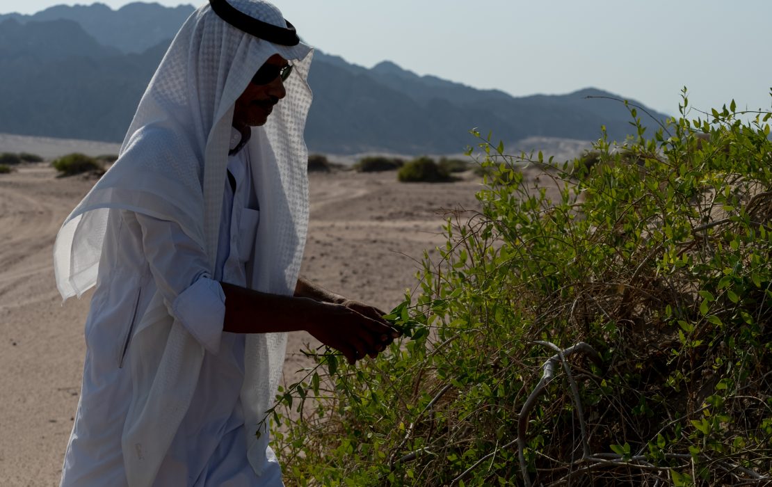 Indigenous Bedouin communities in the Nabq Protected Area