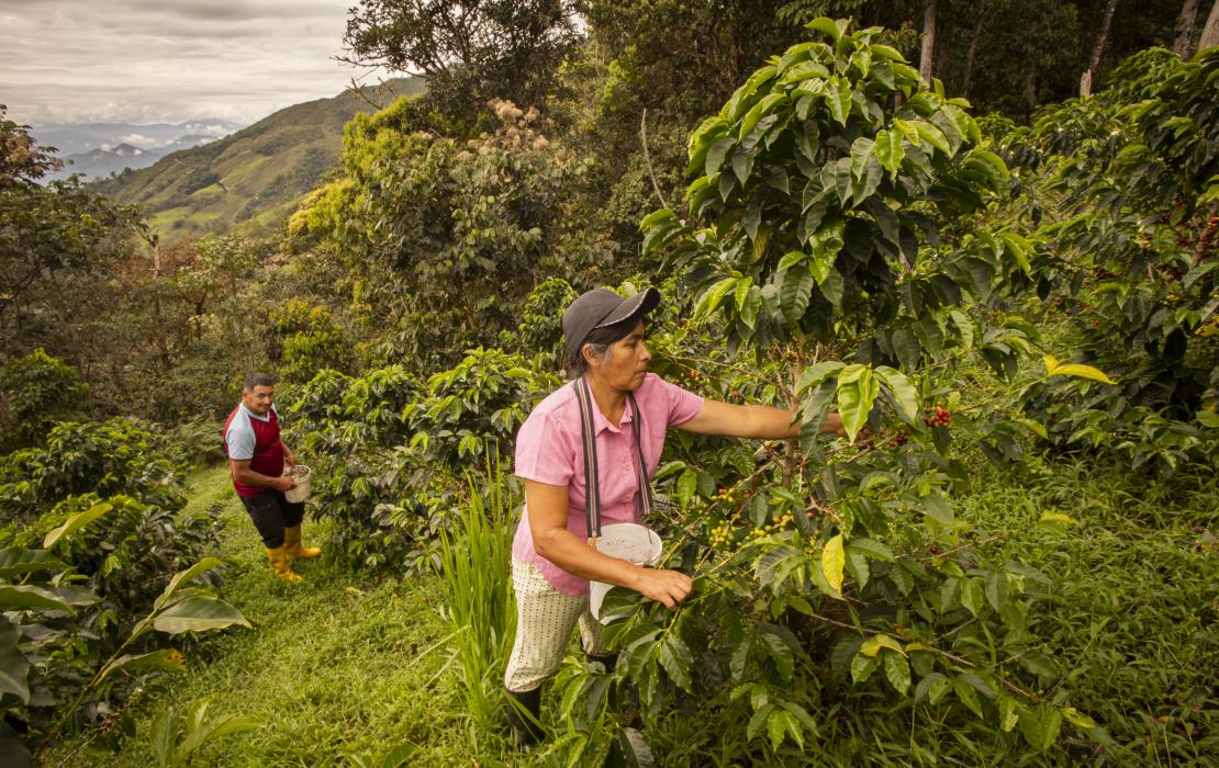 Photo: La Incre and Lizeth Jurado/PROAmazonia