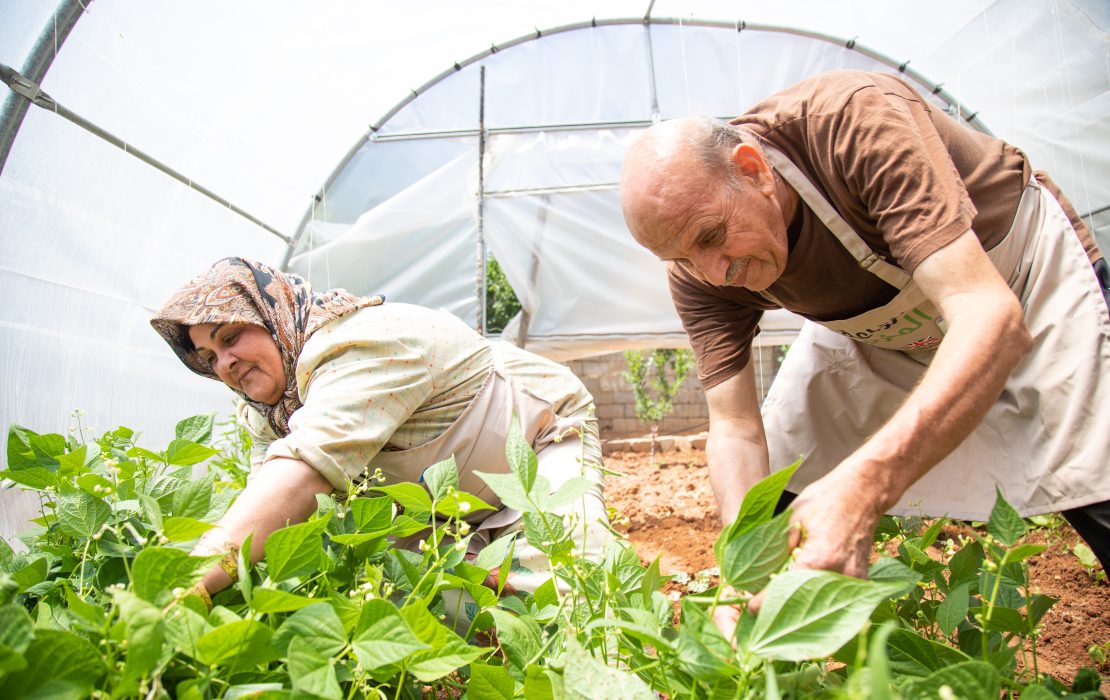 Two farmers harvest crops inside a greenhouse in Lebanon