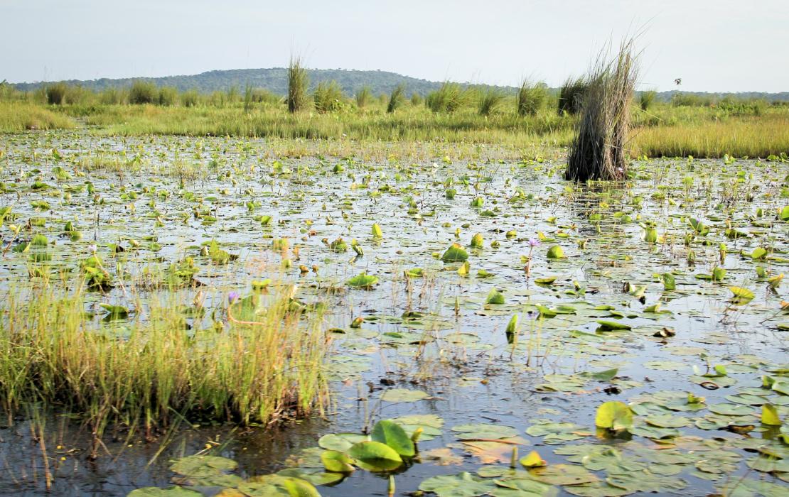 Wetlands in Uganda. Photo: UNDP Wetlands in Uganda