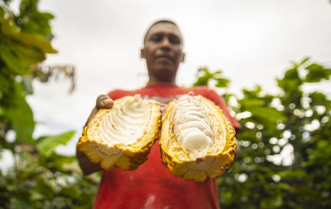 Local cacao producer from Ecuador