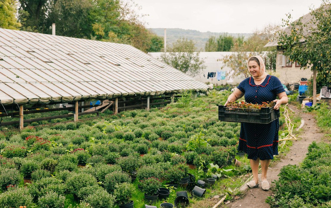 Aurelia replaced a coal-based heating system with photovoltaic panels and air pumps at her farm. Photo: UNDP Moldova Rural woman carrying a crate of flowers in a plant nursery, surrounded by greenhouses and flower pots, symbolizing small-scale farming and gardening in Moldova.