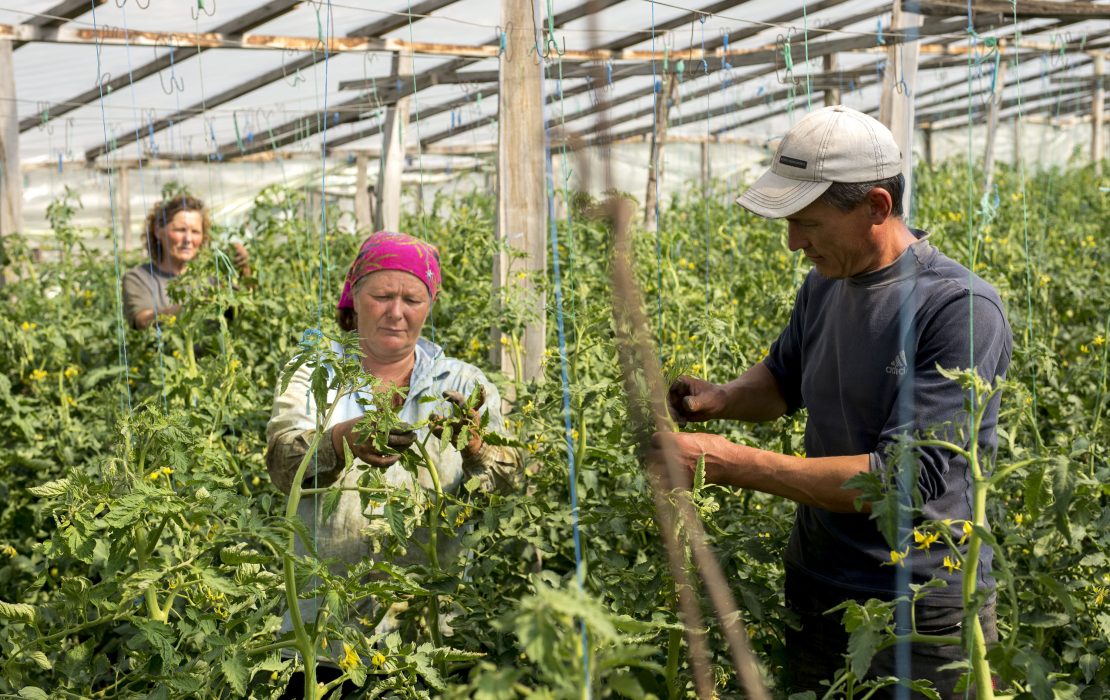Moldova’s National Adaptation Plan, supported by UNDP, established a national monitoring and evaluation framework that tracks adaptation progress, integrates climate priorities into sectoral planning and ensures transparency and accountability in decision making. Photo: FAO