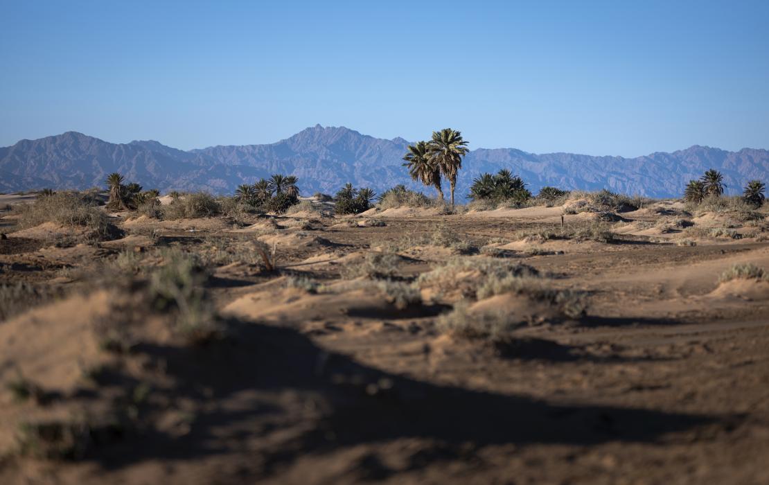 Nabq Protected Area