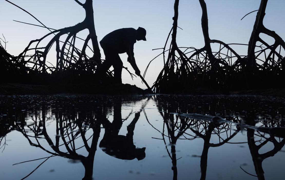 Nature-based solutions, such as planting mangroves, are key to adaptation