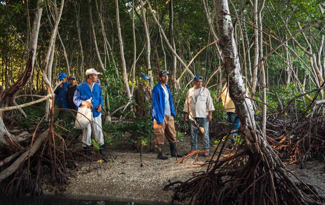 Reforesting mangroves in the Granma province, as part of the UNDP-supported Green Climate Fund-financed project 'Coastal Resilience to Climate Change in Cuba through Ecosystem Based Adaptation' ("Mi Costa"). Photo: David Estrada/Grupo Creativo Naturaleza Secreta Reforesting mangroves in the Granma province, as part of the UNDP-supported Green Climate Fund-financed project 'Coastal Resilience to Climate Change in Cuba through Ecosystem Based Adaptation' ("Mi Costa"). Photo credit: David Estrada/Grupo Creativo Naturaleza Secreta
