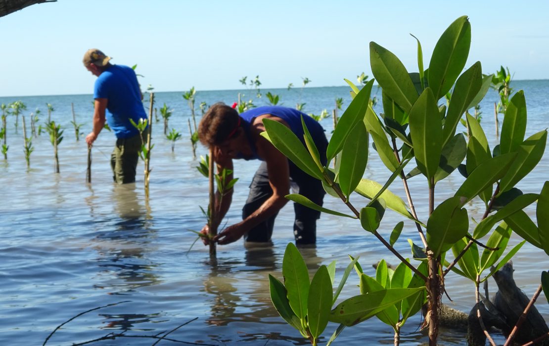 Along Cuba’s coast, mangrove reforestation efforts map degraded areas, apply rehabilitation protocols, and connect ecosystem data to national adaptation strategies. Photo: UNDP Cuba Along Cuba’s coast, mangrove reforestation efforts map degraded areas, apply rehabilitation protocols, and connect ecosystem data to national adaptation strategies. Photo credit: UNDP Cuba
