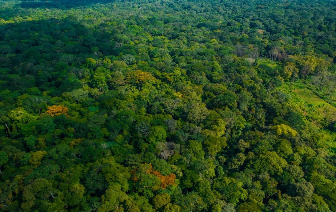 Vue aérienne de la forêt tropicale en République centrafricaine