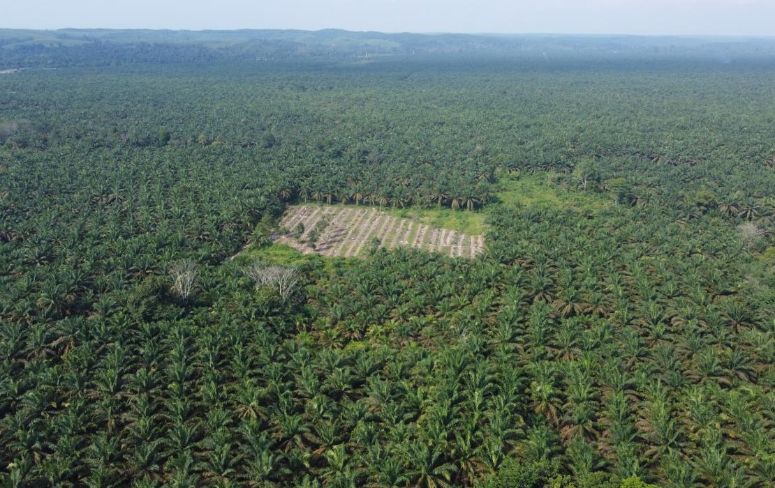 Palm plantation in Kampar, Malaysia