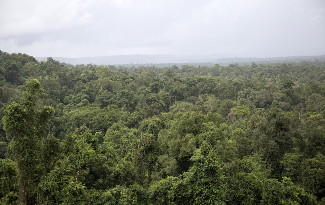 Bosque en Camboya