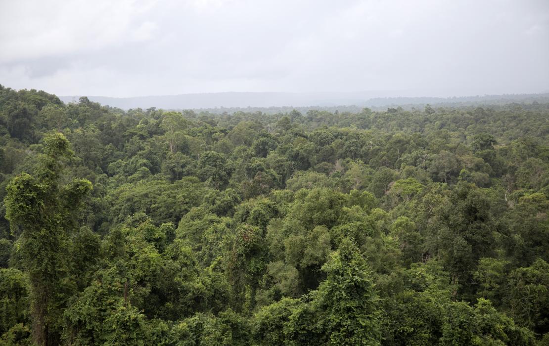 Photo: Samruol Im / UNDP Cambodia Cambodian forest