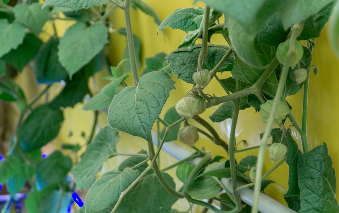 Plantas dando frutos en una huerta hidropónica en La Paz