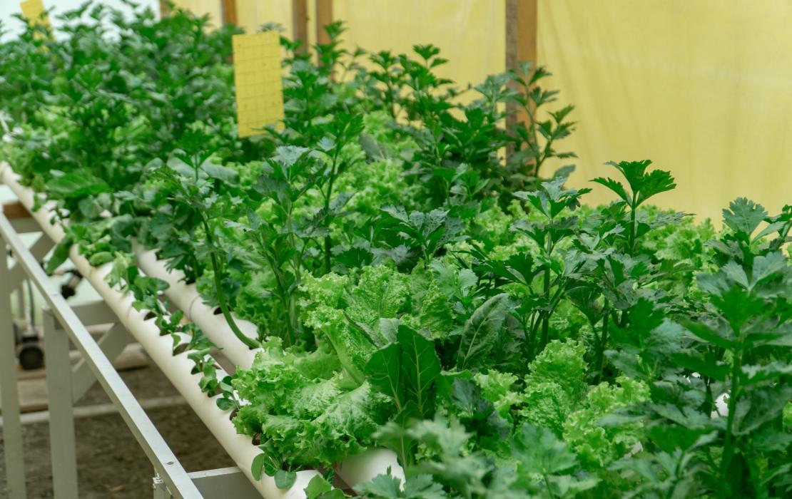 Plants in hydroponic smart garden in La Paz