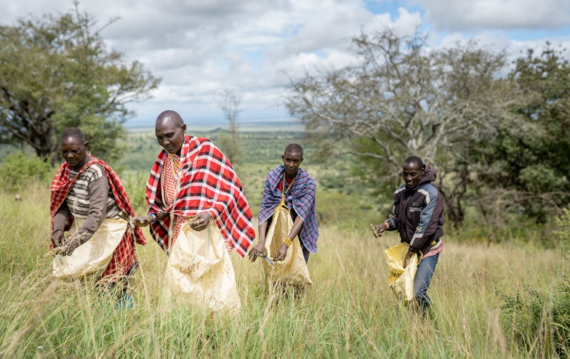 A group of people in traditional Maasai attire gather seeds in a grassy field in Loiborsiret, Tanzania, participating in a community-led conservation activity.