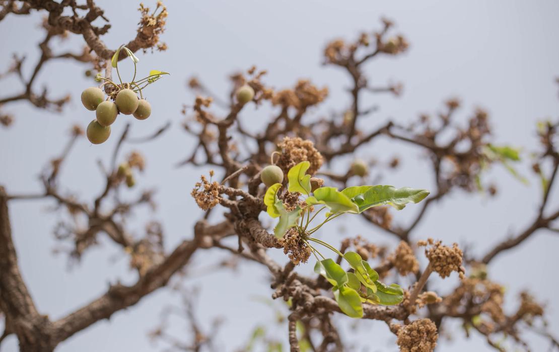 Reforesting shea parklands ensures a sustainable supply of shea nuts.