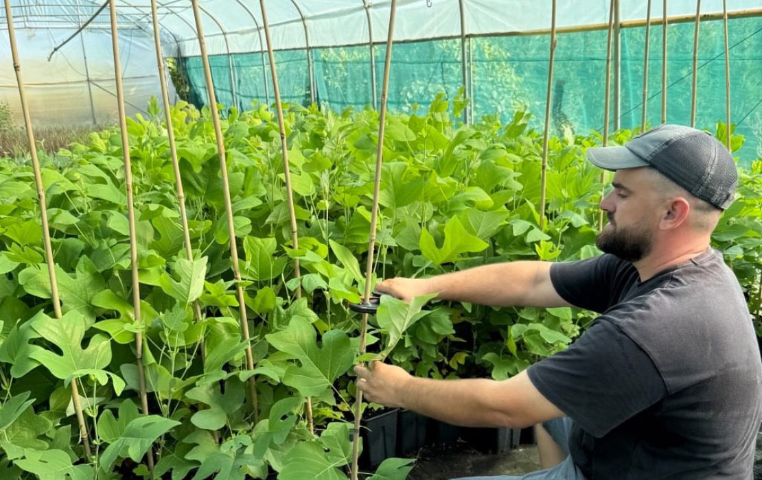 Robert Tonaj, owner of Tonaj Nursery and Ornamental Trees in Dajç, Shkodër. Photo: UNDP Albania A man in a greenhouse ties a young potted plant to a wooden stake, surrounded by rows of leafy seedlings.