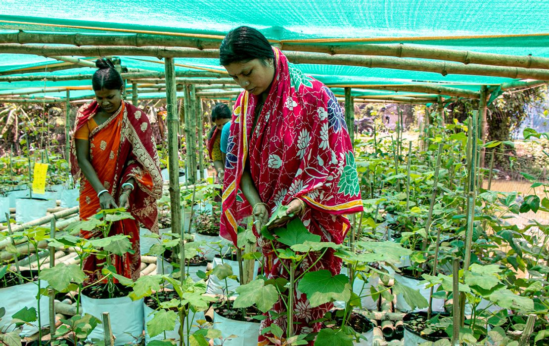 Two women farmers in colorful saris tend to plants in a shaded greenhouse, part of a sustainable farming initiative to promote eco-friendly agriculture and improve livelihoods.