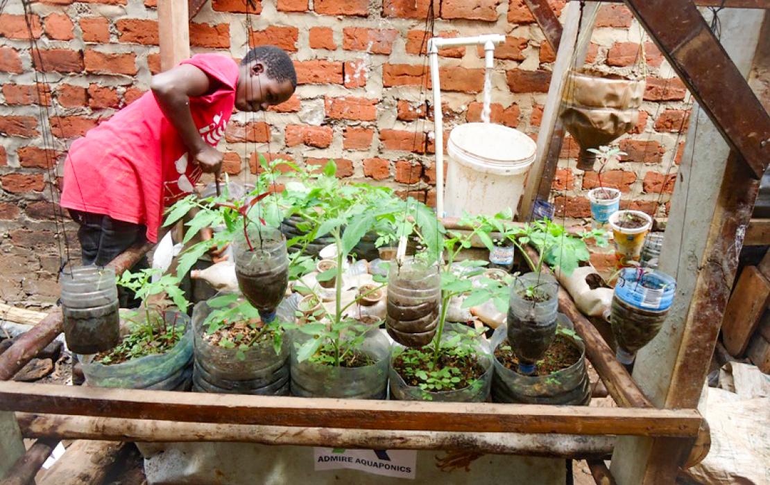 Woman waters plants in a tray, grown through aquaculture