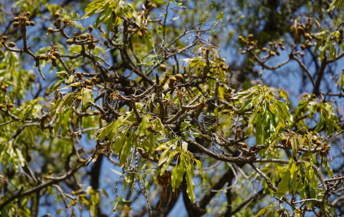 Shea parklands are rich in biodiversity and possess significant carbon sequestration potential.