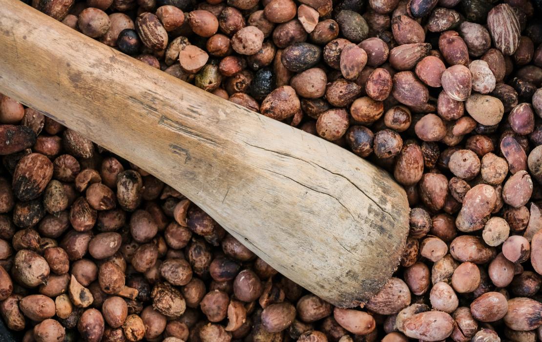 Shea tree kernels produce a natural fat from which shea butter is derived.