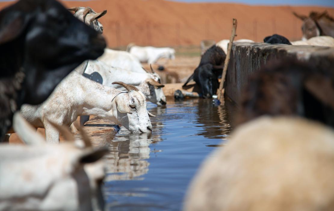 Ganado bebiendo agua