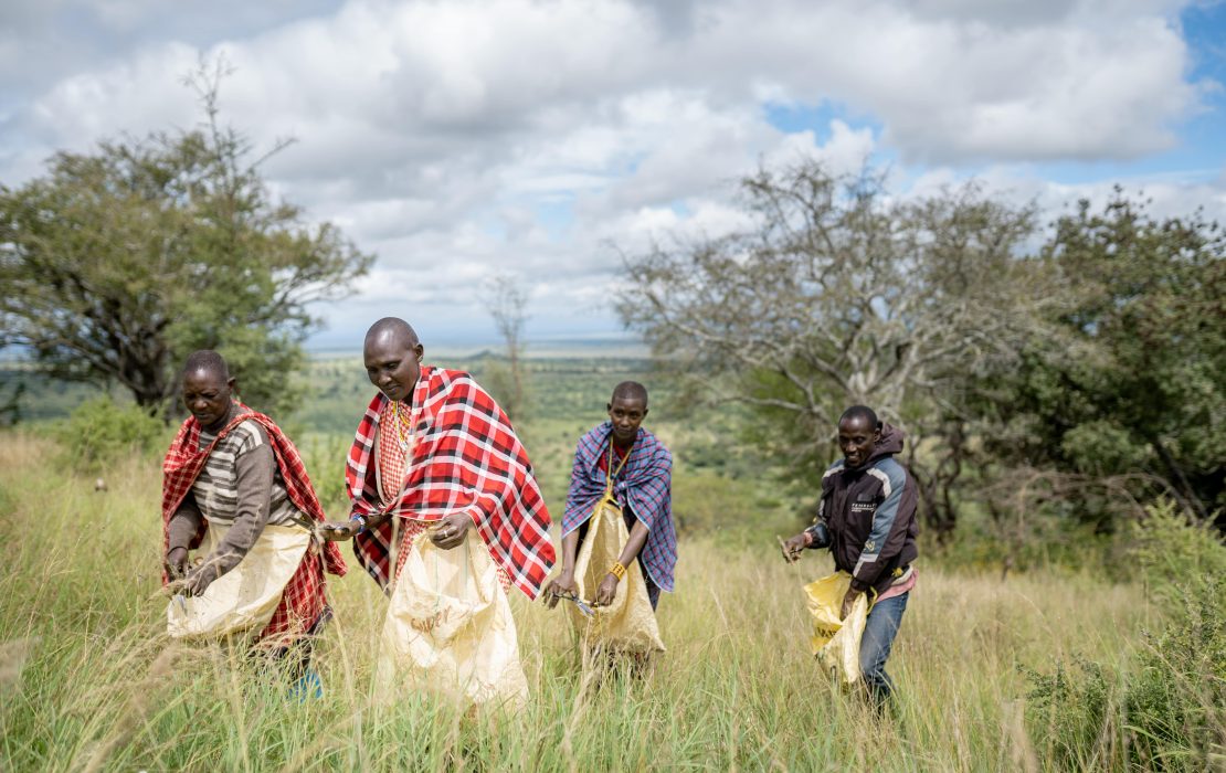 Cuatro personas recolectan semillas en Tanzania.
