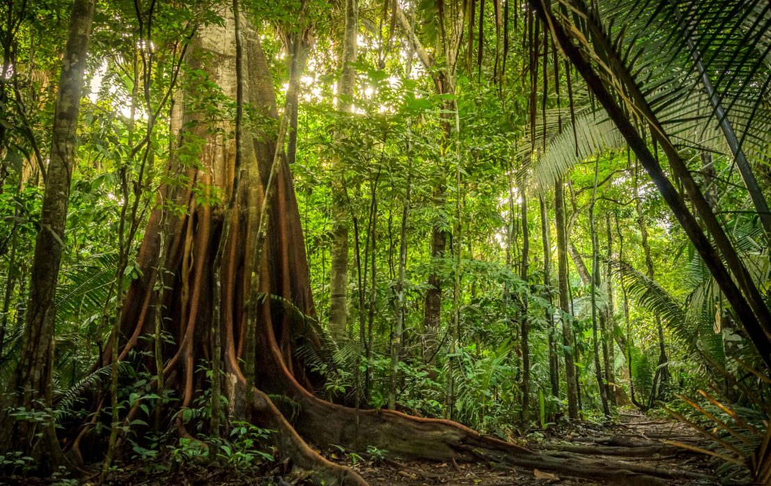 The Amazon rainforest plays a critical role in regulating the global climate. Performance-based climate finance supports efforts in Brazil to protect this vital ecosystem, ensuring it continues to store carbon, safeguard biodiversity and sustain communities. Photo: Leonardo Dall’Igna / UNDP Brazil The Amazon rainforest, often called the lungs of the Earth, plays a critical role in regulating the global climate