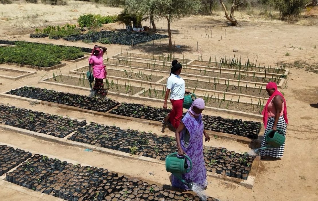 The ecological perimeter in Ranérou improved local food security by reducing dependency on external vegetable markets. Photo: UNDP Senegal The ecological perimeter in Ranérou improved local food security by reducing dependency on external vegetable markets