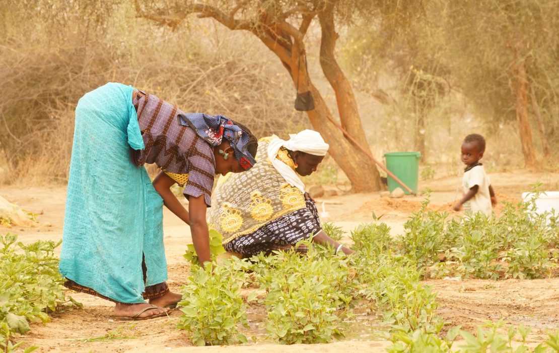 The project is empowering communities – especially women and youth – to manage natural resources more sustainably. Photo: UNDP Senegal Women and youth are playing an active role in local reforestation in Senegal, part of efforts to restore land and build climate resilience