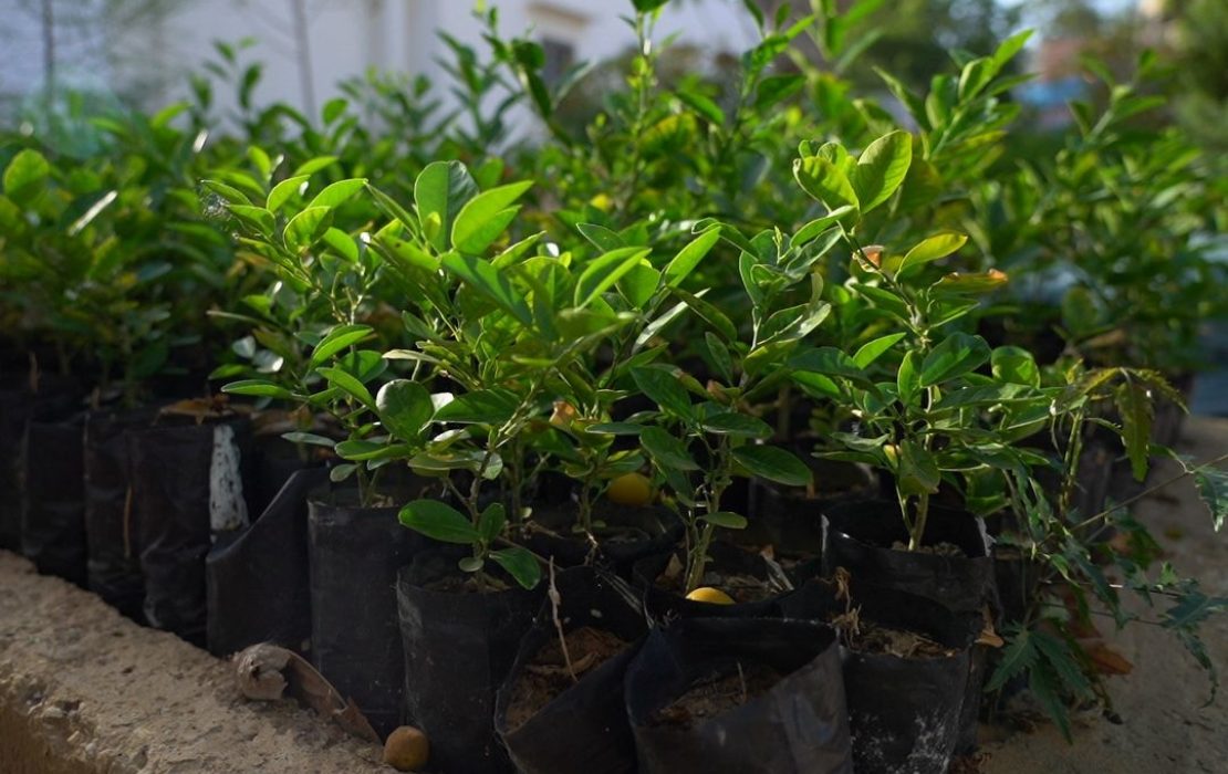 Through agroforestry, climate-smart farming and soil management, Senegal aims to revive over two million hectares of land. Photo: Senegalese Agency for the Great Green Wall (ASERGM) Young tree seedlings in plastic bags await planting in Senegal, part of climate solutions to restore land and support sustainable development.