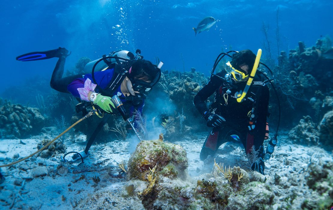 Two scuba divers work underwater to restore coral reefs, using tools to secure coral fragments in a marine conservation effort.