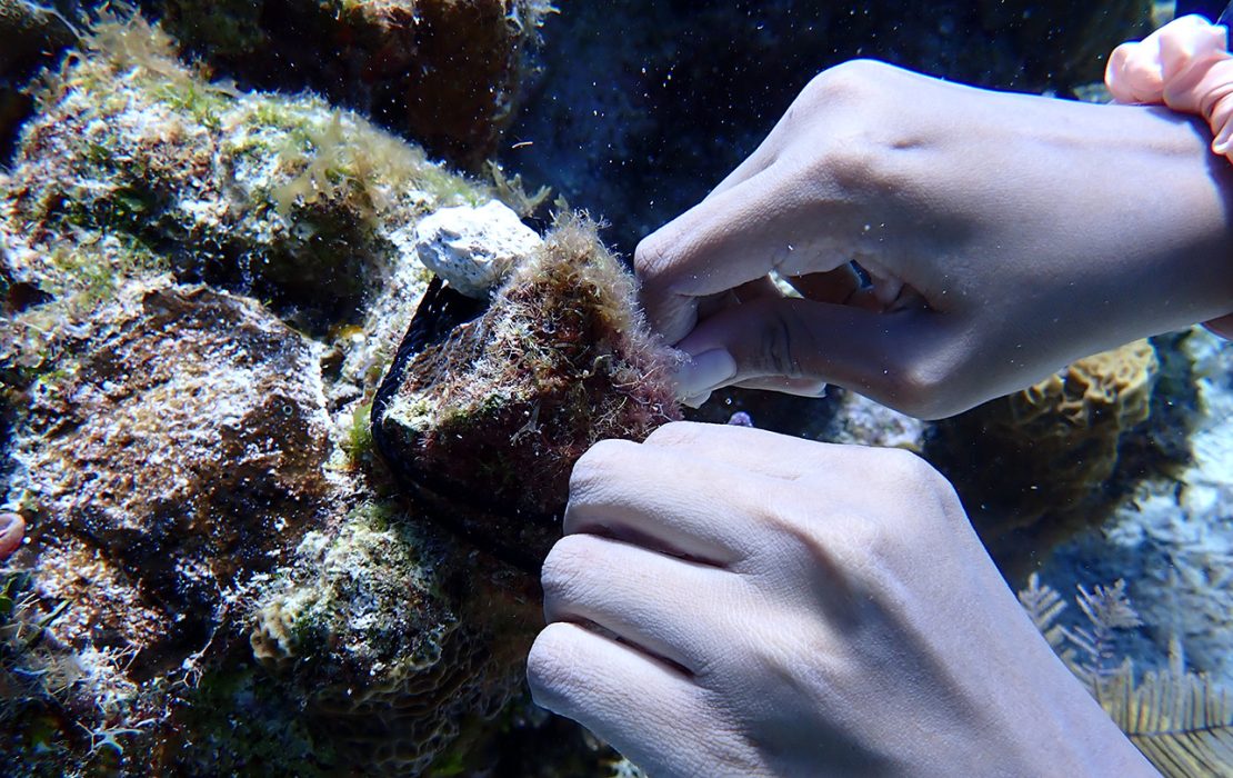 A close-up of hands carefully securing a coral fragment onto a reef structure underwater as part of a marine restoration effort.