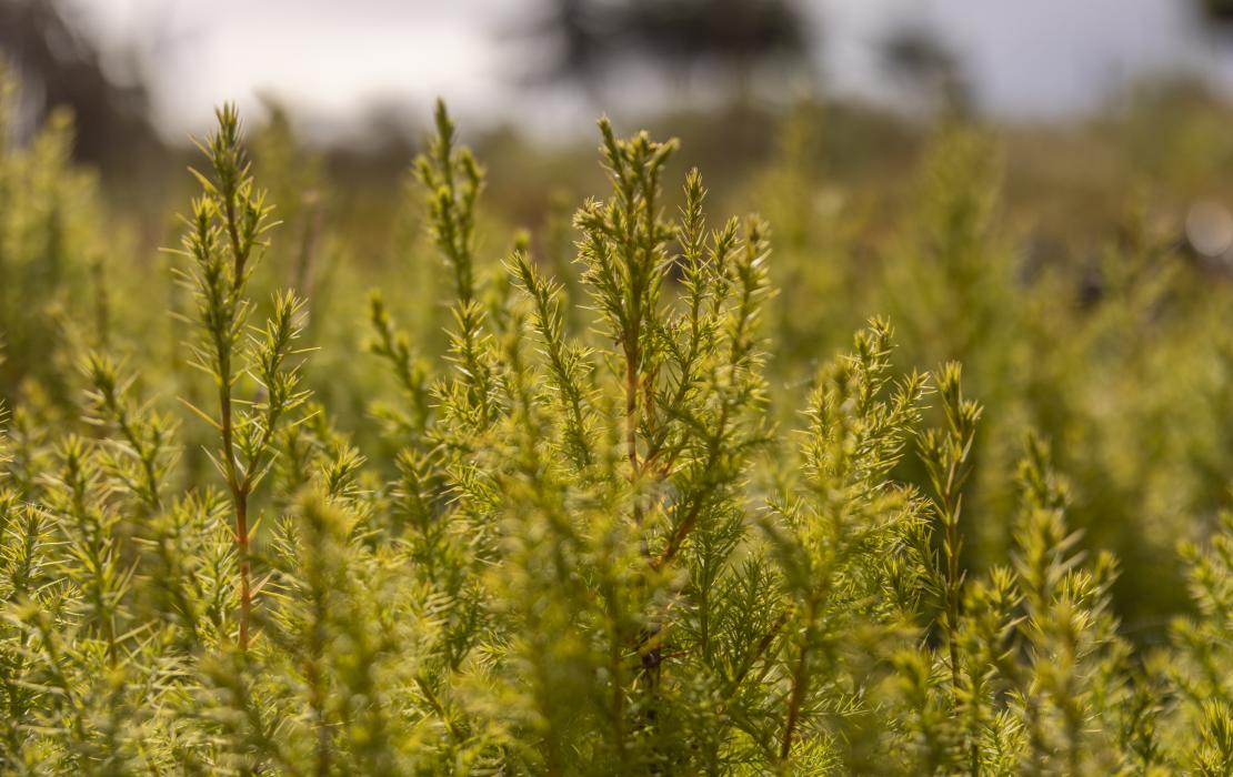 Des plants d'arbre au Kenya