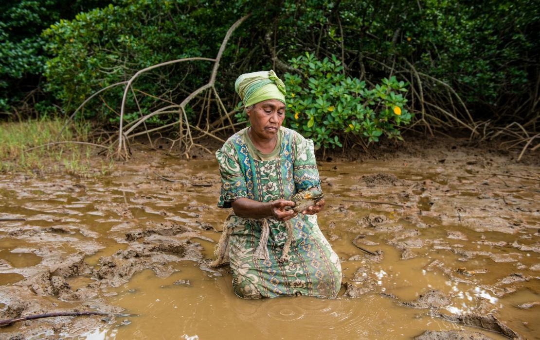 Mangrove à Fidji