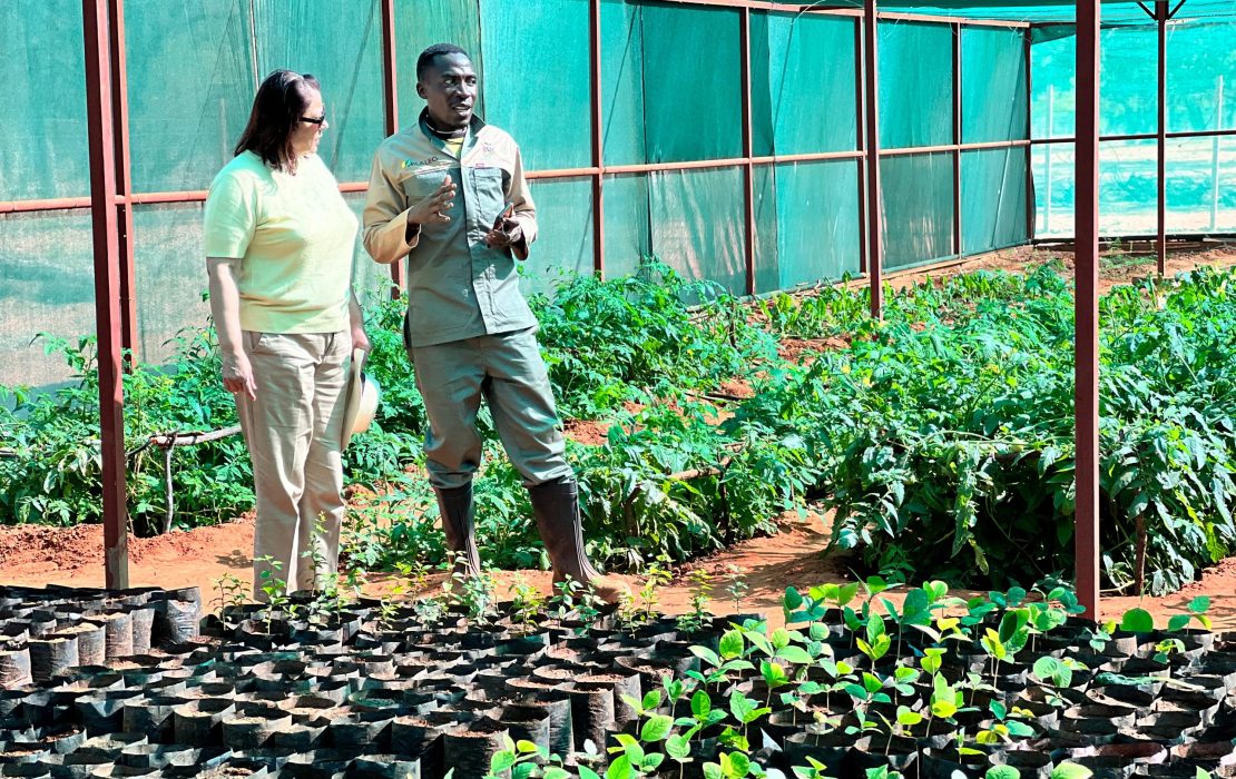 In Namibia, where most of the land is arid or semi-arid, climate-smart agriculture is essential for long-term resilience. Photo: UNDP Namibia Two Namibian people stand in a greenhouse covered with green shade cloth, surrounded by rows of plants. Seedlings in pots are visible in the foreground, with larger plants growing in the soil behind them.