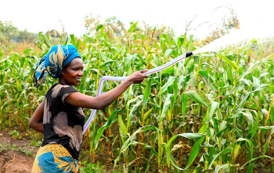 Irrigation is helping farmers in Kirehe adapt to drought. Photo: Uwase Constantin / UNDP Rwanda A woman irrigates her field in Kirehe, Rwanda, where enhanced water access is helping farmers adapt to worsening droughts driven by climate change.