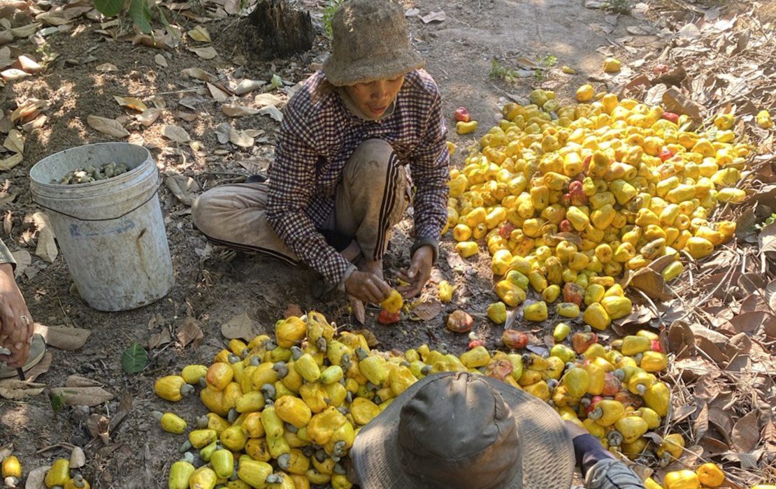 The SCALA programme brought together government agencies, local farmers, private sector actors and civil society to promote sustainable cashew production. Photo: Sreylen Hak / UNDP Cambodia Two Cambodian cashew workers in Prey Lang forest area of Strung Treng province