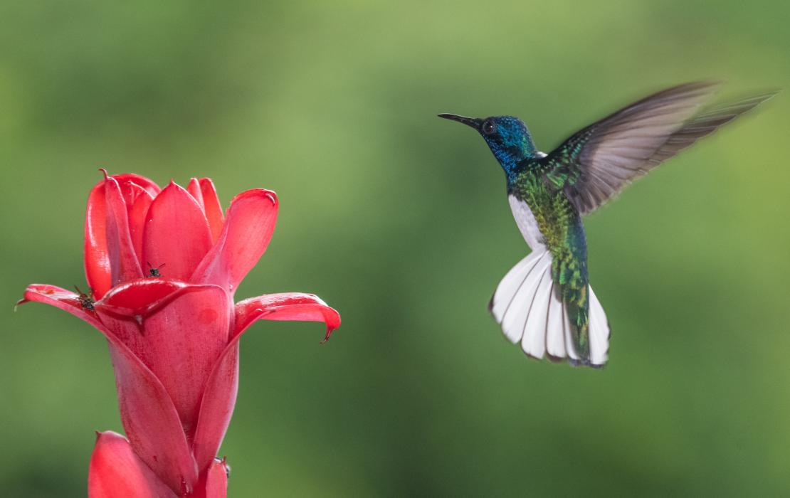 Colibrí en Costa Rica