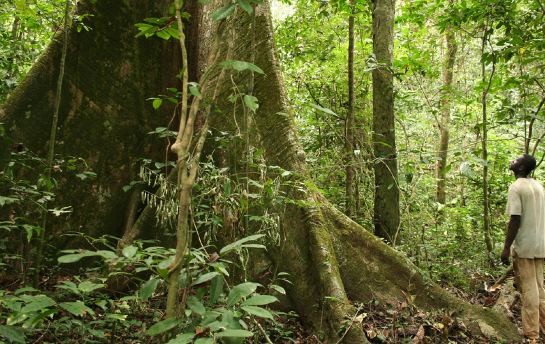 Un homme près d'un arbre dans une forêt du Gabon
