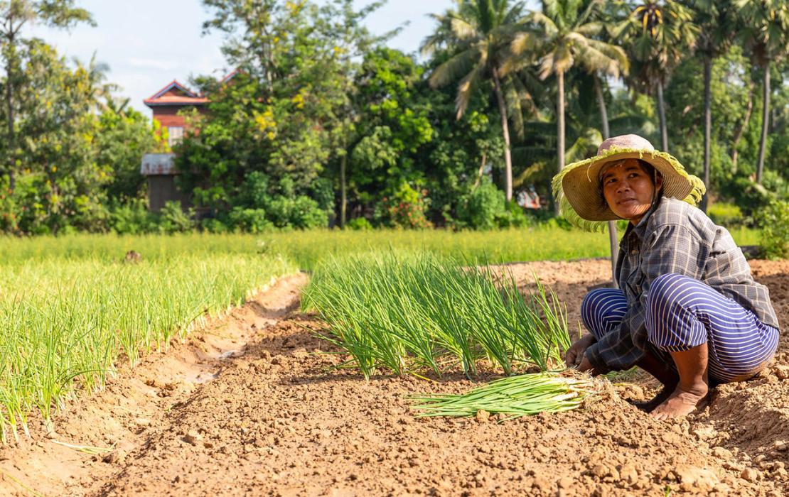 Cambodian farmer crouches in her field next to a row of carefully planted immature plants.