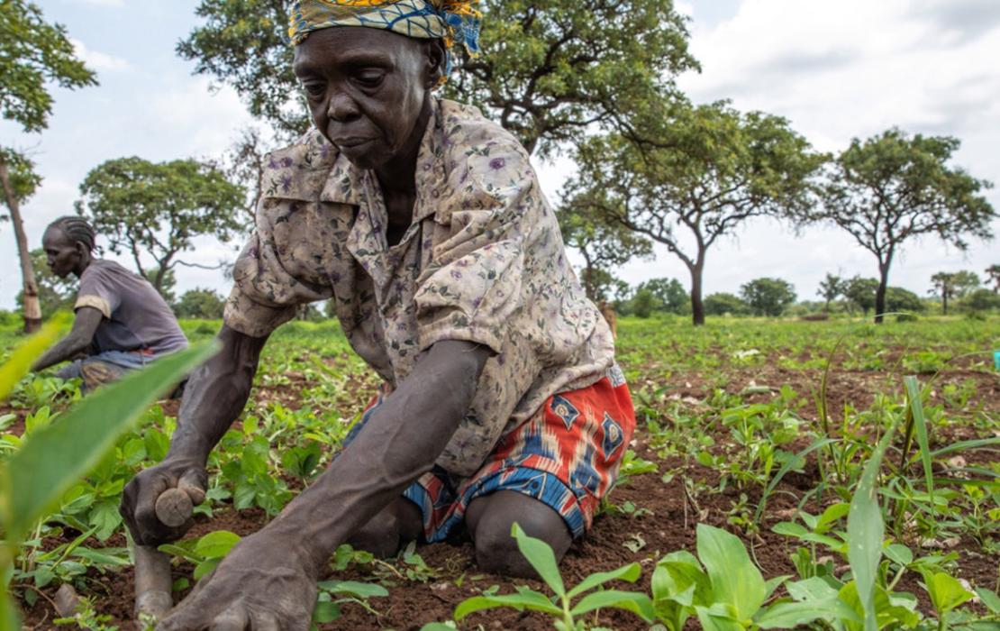 Small scale farmer in South Sudan kneels to pull weeds growing among her crops.