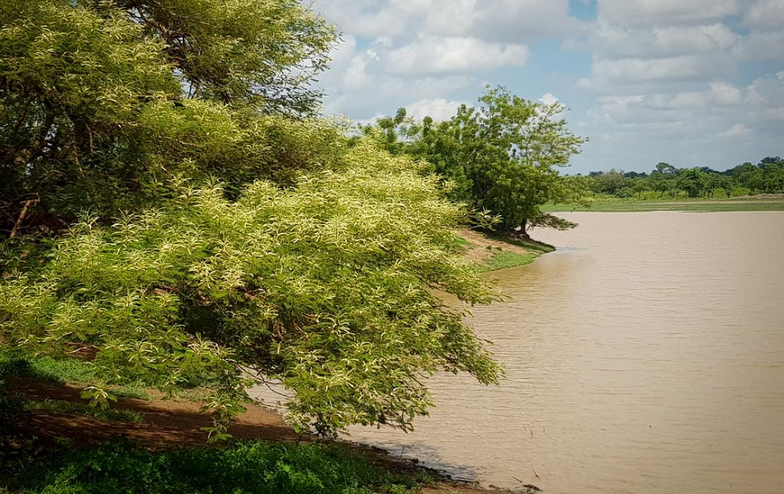 A lake and a tree in northern Ghana