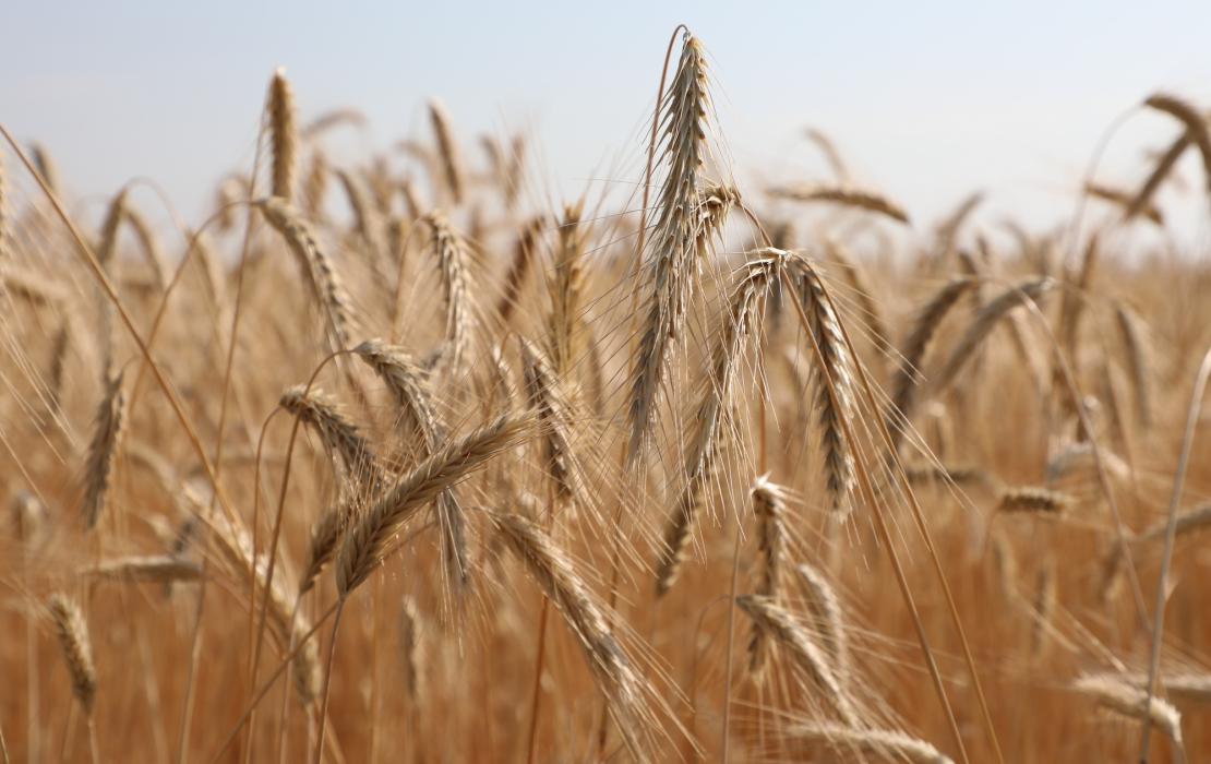 Wheat field in Kazakhstan